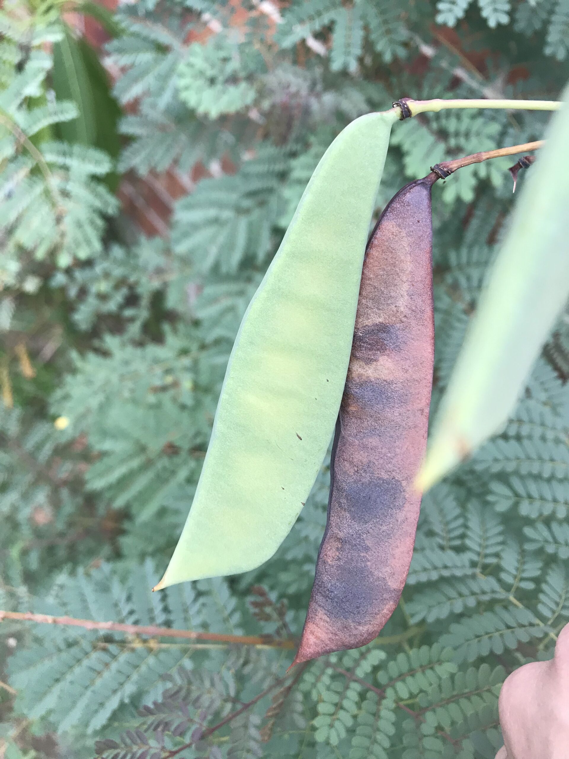 Complete green pod of Pride of Barbados Plant