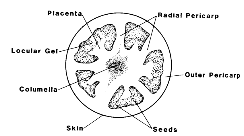  Specimen F – Transverse Section of ripe Tomatoe Fruit