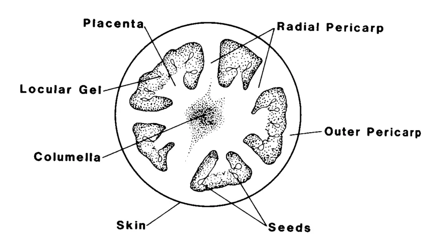  Specimen F – Transverse Section of ripe Tomatoe Fruit