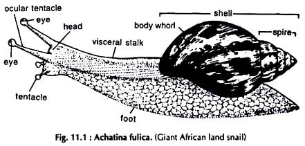 Specimen of Gaint Land Snail