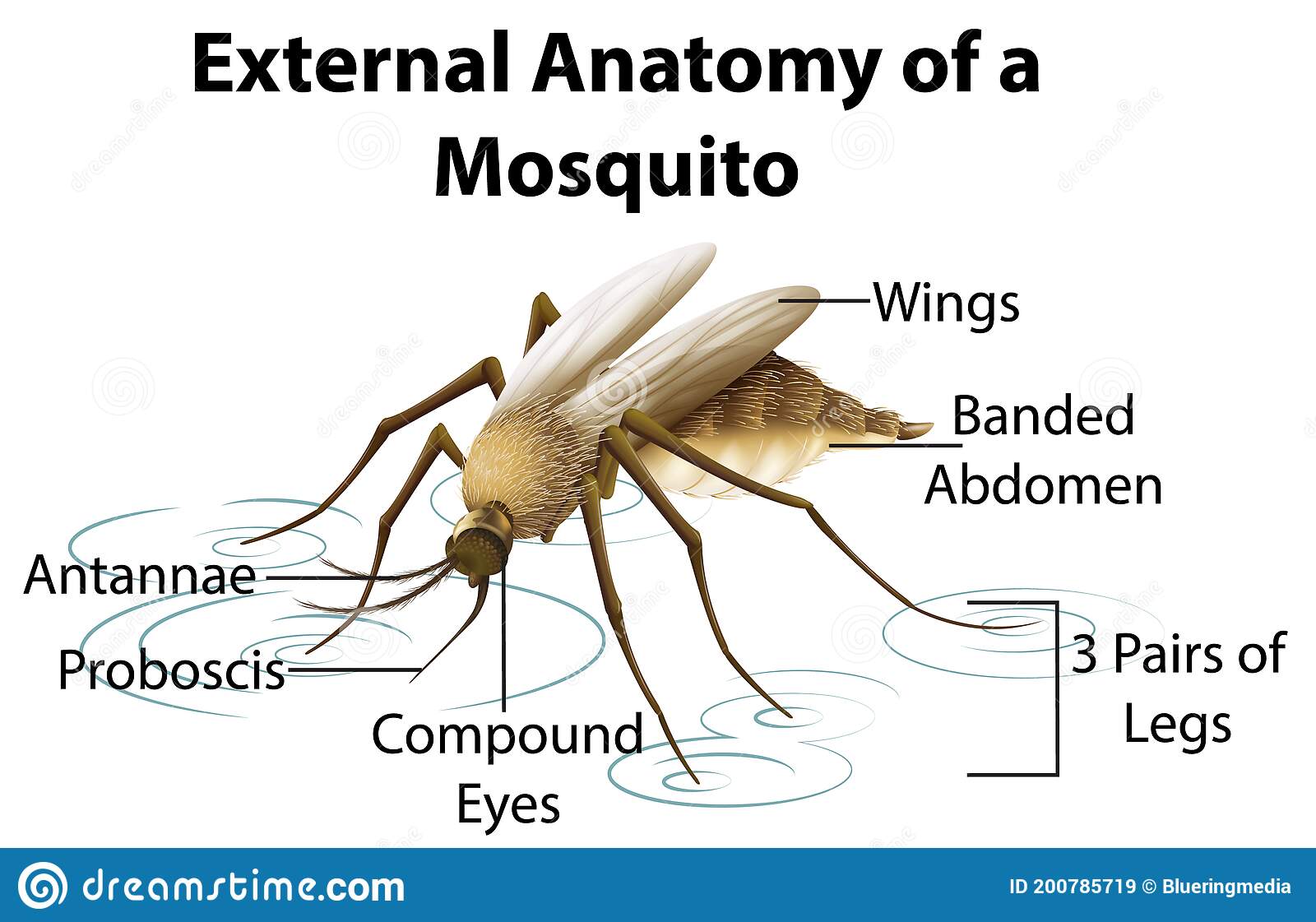 Specimen L Mosquito