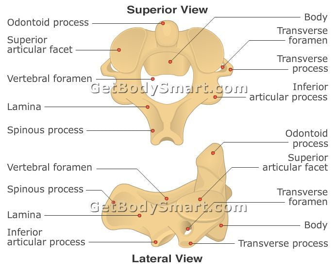 Specimen A Cervical Axis