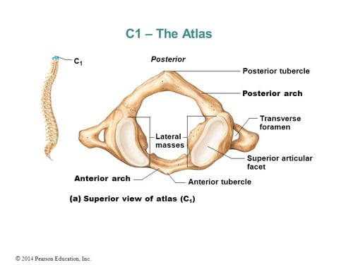 Specimen A Cervical Image