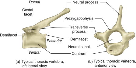 Specimen B Thoracic Vertebra