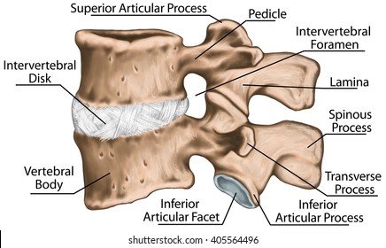 Specimen C Lumbar