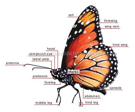 Specimen M Butterfly