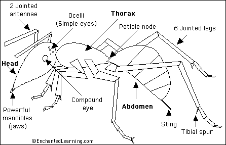 Specimen N Sugar Ant