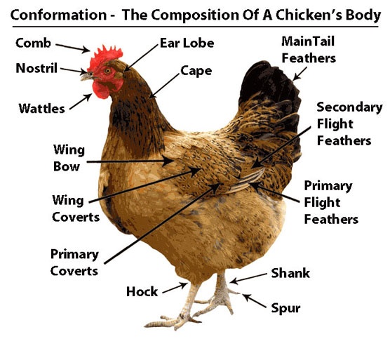 Diagram of Specimen H