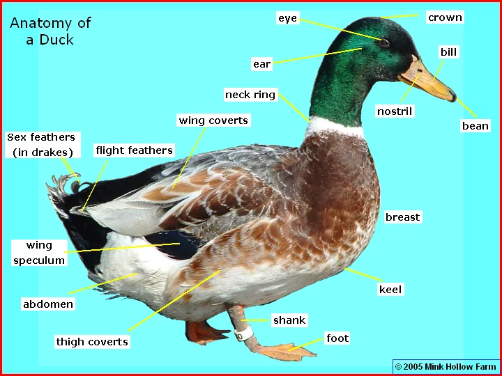 2022 Waec Biology practical specimen Answer 2022 Waec Biology practical specimen Answer
