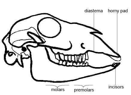 Specimen G – Lower jaw  of a herbivore with teeth intact