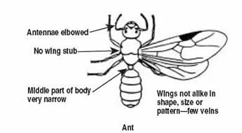 Specimen Termite