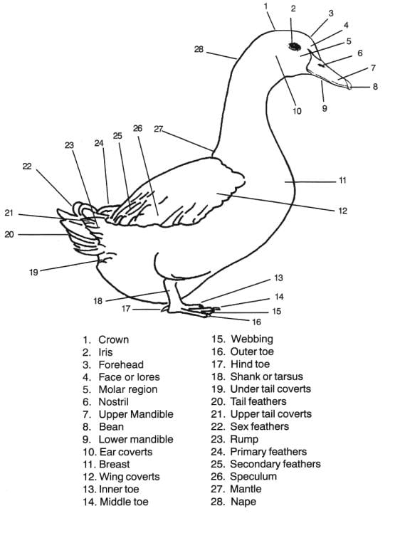 Specimen L head of duck sketch