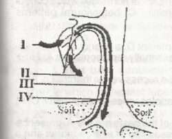 xylem and phloem