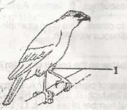 structure of the beak