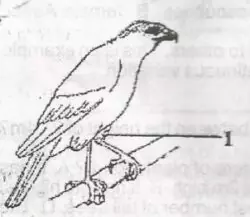 structure of the beak