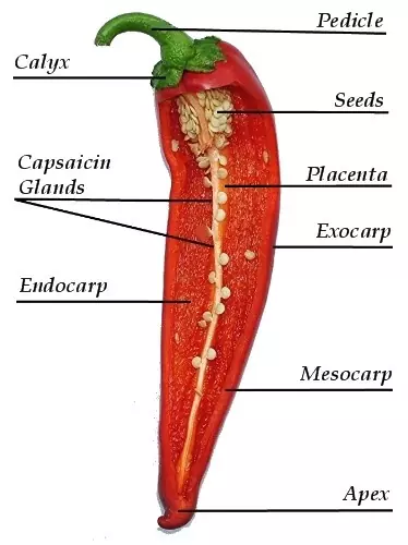 Longitudinal Section of Fresh Chill Pepper