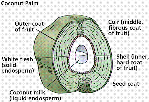 Structure of a coconut fruit