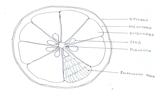 Transverse Section of Specimen L - Ripped Orange