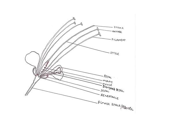 leaf of pride of Barbados flower