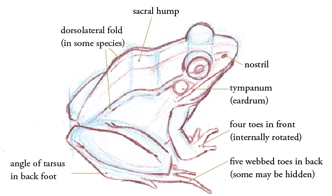 Specimen - Toad Specimen - Toad