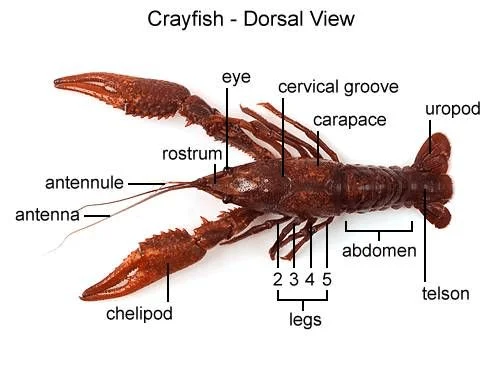 Specimen - Crayfish Specimen - Crayfish