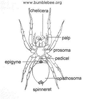 Specimen - Spider