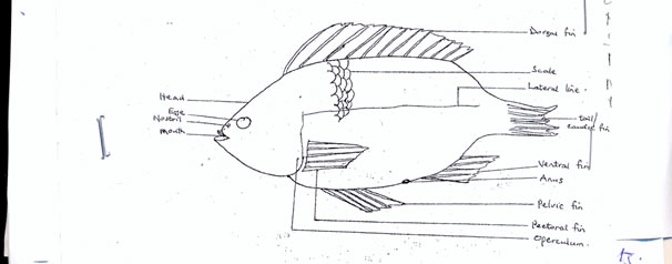 Tilapia Fish Specimen