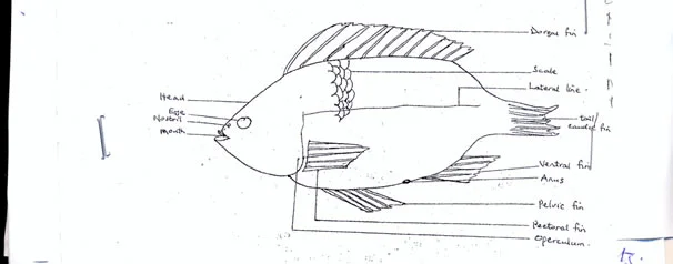 Tilapia Fish Specimen Tilapia Fish Specimen